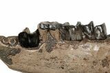 Fossil Rhino (Stephanorhinus) Left Mandible - Germany #200792-3
